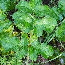 Heracleum sphondylium L. subsp. sphondyliumHeracleum sphondylium L. subsp. sphondylium