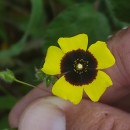 Tuberaria guttata (L.) Fourr.Tuberaria guttata (L.) Fourr.