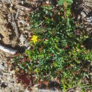 Hypericum humifusum L.Hypericum humifusum L.