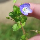 Veronica persica Poir.Veronica persica Poir.