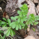 Galium mollugo L.Galium mollugo L.