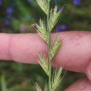 Lolium multiflorum Lam.Lolium multiflorum Lam.
