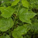 Viburnum opulus L.Viburnum opulus L.
