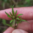 Bidens frondosa L.Bidens frondosa L.