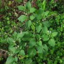 Solanum nigrum L.Solanum nigrum L.