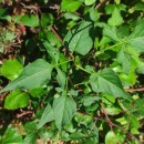 Solanum dulcamara L.Solanum dulcamara L.