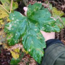 Acer pseudoplatanus L.Acer pseudoplatanus L.