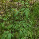 Bidens frondosa L.Bidens frondosa L.