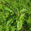 Zantedeschia aethiopica (L.) Spreng.Zantedeschia aethiopica (L.) Spreng.