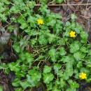 Caltha palustris L.Caltha palustris L.