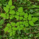 Angelica sylvestris L.Angelica sylvestris L.