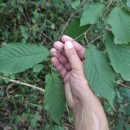 Prunus avium L.Prunus avium L.