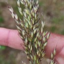 Arrhenatherum longifolium (Thore) DulacArrhenatherum longifolium (Thore) Dulac