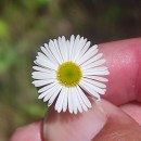 Erigeron karvinskianus DC.Erigeron karvinskianus DC.
