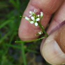 Cardamine flexuosa With.Cardamine flexuosa With.