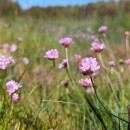 Armeria merinoi (Bernis) Nieto Fel. & Silva PandoArmeria merinoi (Bernis) Nieto Fel. & Silva Pando