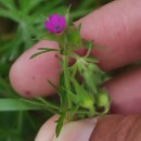 Geranium dissectum L.Geranium dissectum L.
