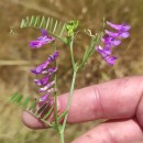 Vicia cracca L.Vicia cracca L.