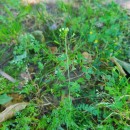 Capsella bursa-pastoris (L.) Medik.Capsella bursa-pastoris (L.) Medik.