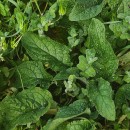 Pentaglottis sempervirens (L.) Tausch ex L.H. BaileyPentaglottis sempervirens (L.) Tausch ex L.H. Bailey