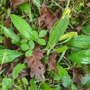 Omphalodes nitida Hoffmanns. & LinkOmphalodes nitida Hoffmanns. & Link