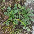 Erodium cicutarium (L.) L'Hér. ex Ait.Erodium cicutarium (L.) L'Hér. ex Ait.
