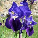 Iris germanica L.Iris germanica L.