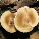 Identifícalas
