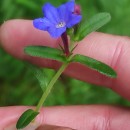 Glandora prostrata (Loisel.) D.C.ThomasGlandora prostrata (Loisel.) D.C.Thomas