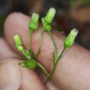 Erigeron floribundus (Kunth) Sch.Bip.Erigeron floribundus (Kunth) Sch.Bip.