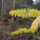 Robinia pseudoacacia L.Robinia pseudoacacia L.