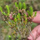 Erica scoparia L.Erica scoparia L.