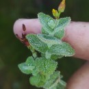 Hypericum elodes L.Hypericum elodes L.