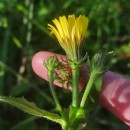 Picris hieracioides L.Picris hieracioides L.