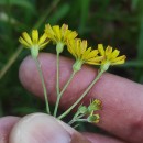 Crepis capillaris (L.) Wallr.Crepis capillaris (L.) Wallr.