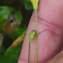 Crepis capillaris (L.) Wallr.Crepis capillaris (L.) Wallr.