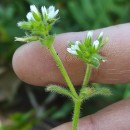 Cerastium glomeratum Thuill.Cerastium glomeratum Thuill.