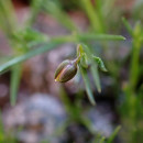 Sagina micropetala RauschertSagina micropetala Rauschert