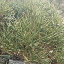Echinospartum ibericum Rivas Mart., Sánchez Mata & SanchoEchinospartum ibericum Rivas Mart., Sánchez Mata & Sancho