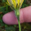 Leontodon tuberosus Batt.Leontodon tuberosus Batt.