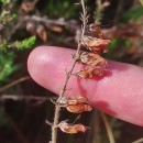 Erica ciliaris L.Erica ciliaris L.
