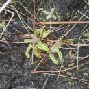 Pinguicula lusitanica L.Pinguicula lusitanica L.