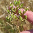 Centranthus calcitrapae ( L.) Dufr.Centranthus calcitrapae ( L.) Dufr.