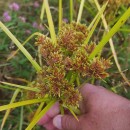 Cyperus eragrostis Lam.Cyperus eragrostis Lam.