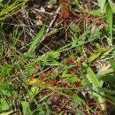 Juncus capitatus WeigelJuncus capitatus Weigel