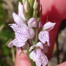 Dactylorhiza maculata (L.) SóoDactylorhiza maculata (L.) Sóo