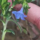 Glandora prostrata (Loisel.) D.C.ThomasGlandora prostrata (Loisel.) D.C.Thomas