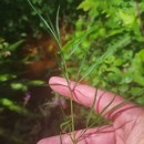 Peucedanum lancifolium LangePeucedanum lancifolium Lange