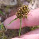 Luzula congesta (Thuill.) Lej.Luzula congesta (Thuill.) Lej.