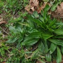 Plantago lanceolata L.Plantago lanceolata L.